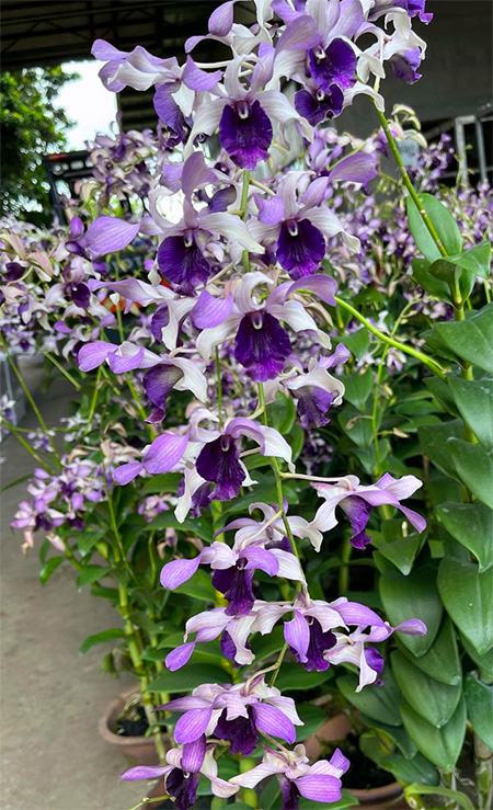 Dendrobium Serene Chang
