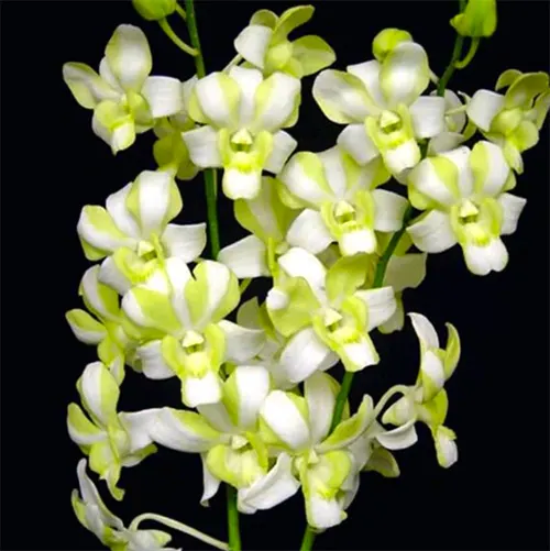 Dendrobium Green 'Three Lips'