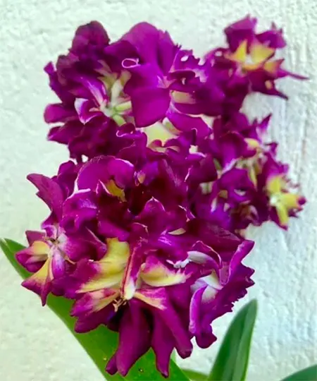 Dendrobium Rose Betty Red