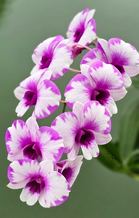 Dendrobium Prakai Kanya