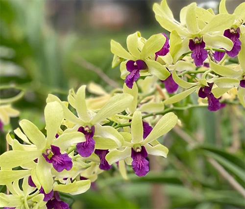 Dendrobium Green 'Red Lip'