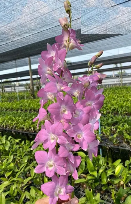Dendrobium CF '#35'