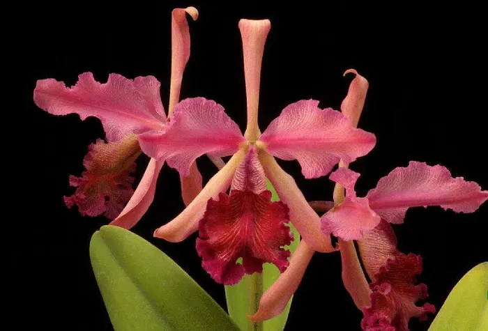 Cattleya dowiana rosita
