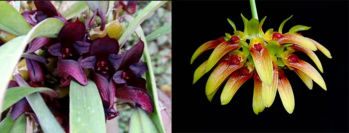 Bulbophyllum cruentum x graveolens