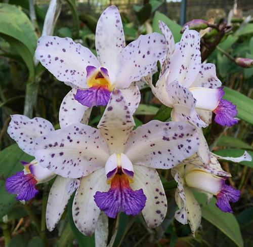 Cattleya amethystoglossa coerulea x sib
