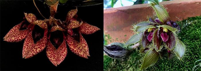 Bulbophyllum frostii x dayanum