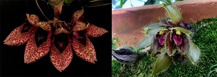 Bulbophyllum frostii x dayanum