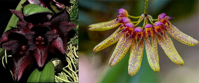 Bulbophyllum cruentum x longiflorum