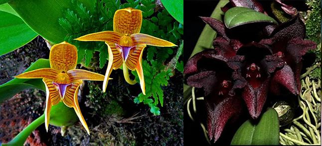 Bulbophyllum smitinandii x cruentum