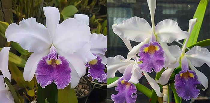 Cattleya warscewiczii coerulea 'Caliman' x 'Jordao'