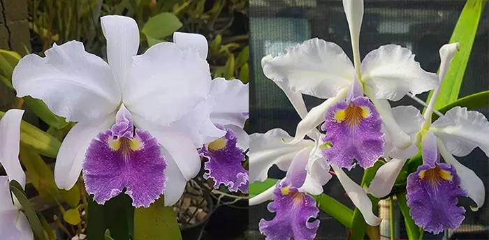 Cattleya warscewiczii coerulea 'Caliman' x 'Jordao'