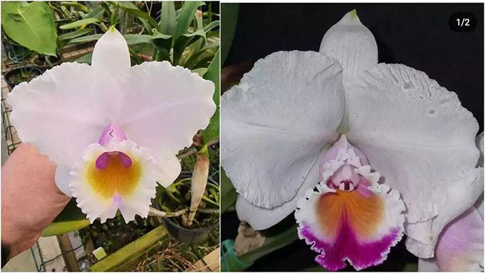 Cattleya quadricolor suave x semi-alba