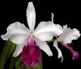 Cattleya warscewiczii semi-alba atropurpurea x self