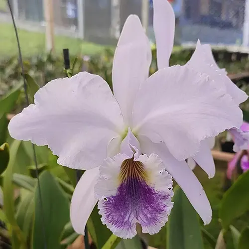 Cattleya labiata coerulea 'Ardosia'