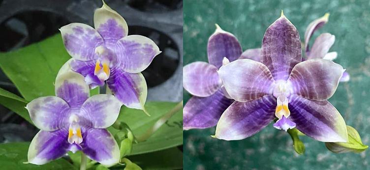 Phalaenopsis Mituo Purple Dragon '#26' x Mituo Speciosa Dragon
