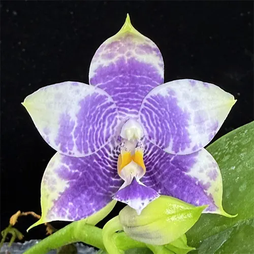 Phalaenopsis Mituo 24 Solar Terms 'Totoro'
