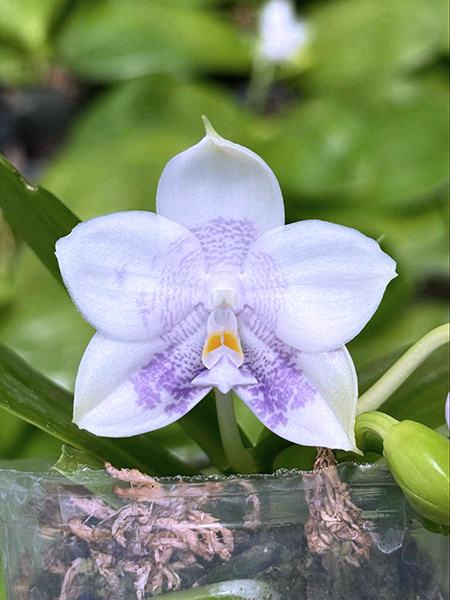 Phalaenopsis Mituo Purple Dragon 'First Snow'