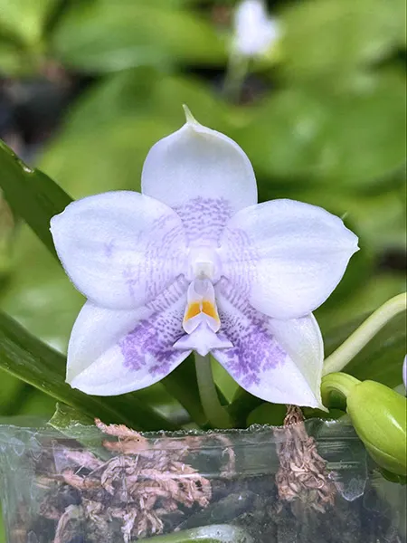 Phalaenopsis Mituo Purple Dragon 'First Snow'