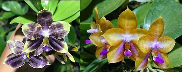 Phalaenopsis Mituo Purple Dragon 'Blue Python' x Mituo GH King Star 'Blueberry'