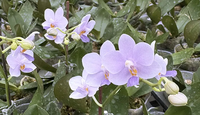 Doritaenopsis Siam Treasure 'Blue Star'