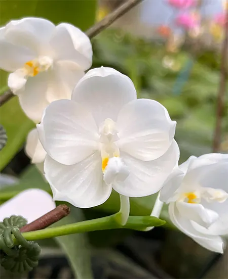 Phalaenopsis Yaphon Princess Snow (Rainbow Falconer x javanica 'alba')