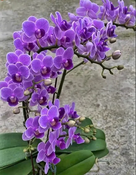 Phalaenopsis Sogo Viven 'Blue'