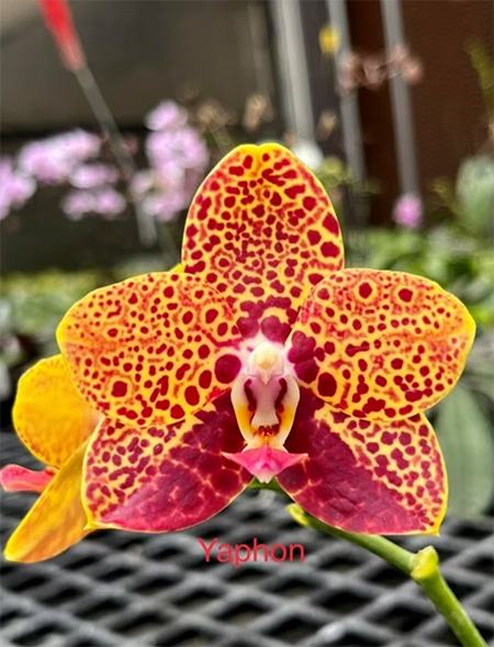 Phalaenopsis Chienlung Black Parrot 'Yaphon'
