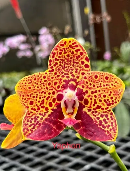 Phalaenopsis Chienlung Black Parrot 'Yaphon'