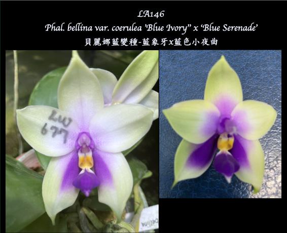 Phalaenopsis bellina 'Blue Ivory' x 'Blue Serenade'