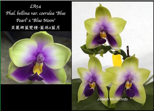Phalaenopsis bellina 'Blue Pearl' x 'Blue Moon'