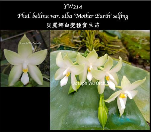 Phalaenopsis bellina var alba 'Mother Earth' x self