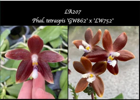 Phalaenopsis tetraspis 'GW862' x 'Brown-Gold'