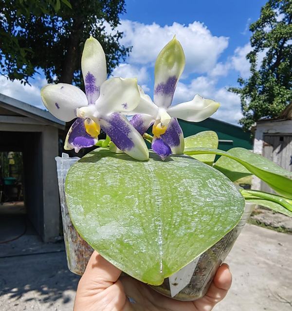 Phalaenopsis violacea blue 'C-1'