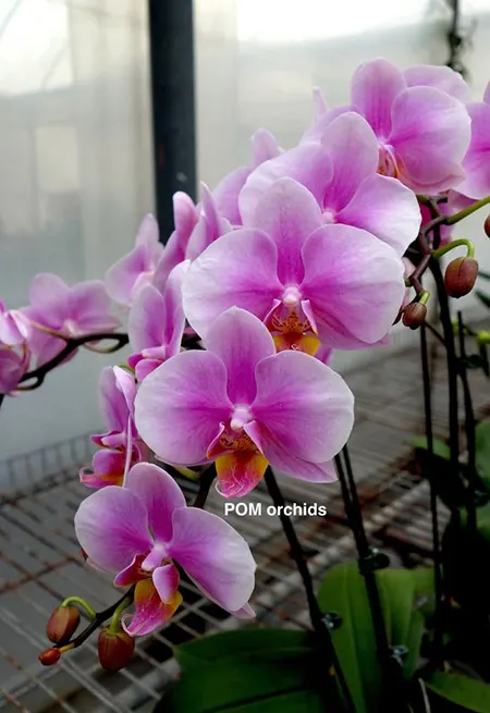 Phalaenopsis I-Hsin TEM0105