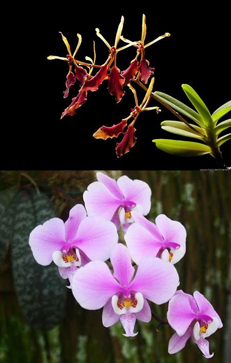 Renantera vietnamensis x Phalaenopsis schilleriana 'TKP'