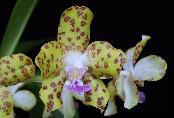 Vandaenopsis Denipar (Vanda denisoniana × Phalaenopsis hygrochila)