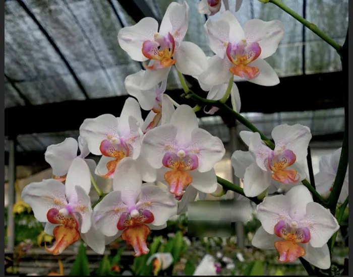 Phalaenopsis Liu's Rainbow x Lioulin yellow lip 'peloric'