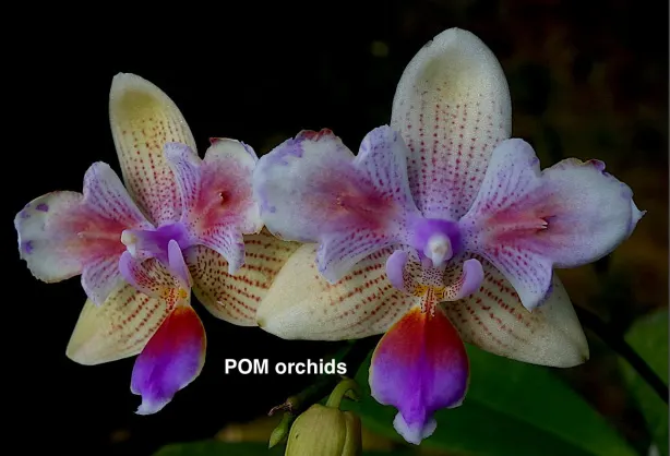 Phalaenopsis (I-Hsin Venus x lindenii) 'peloric'