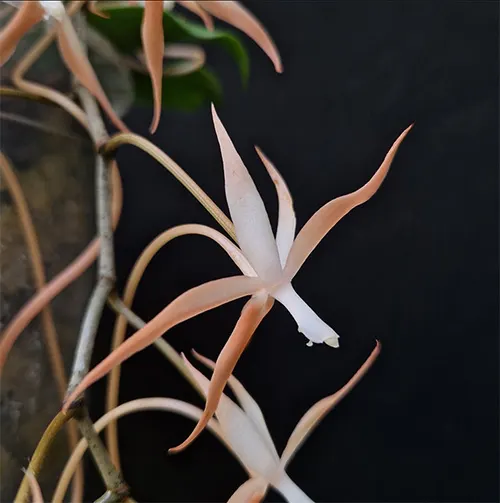 Aerangis bouarensis