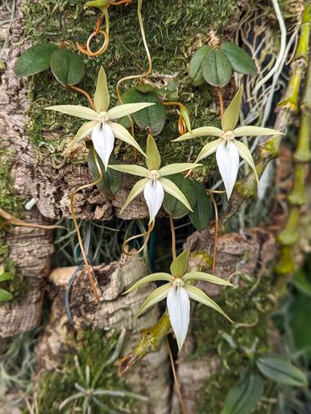 Aerangis monantha