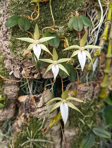 Aerangis monantha