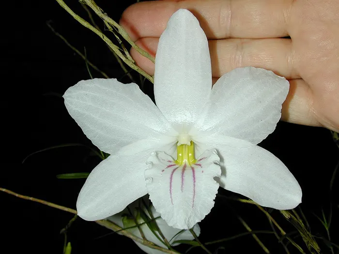 Dendrobium papilio Large Form