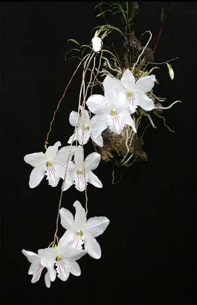 Dendrobium papilio Large Form