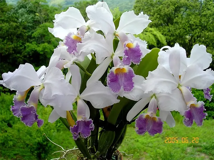 Cattleya Dupreana June Bride coerulea (warnery coerulea x warscewiczii coerulea)
