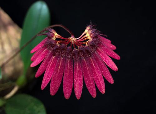 Bulbophyllum zamboangense