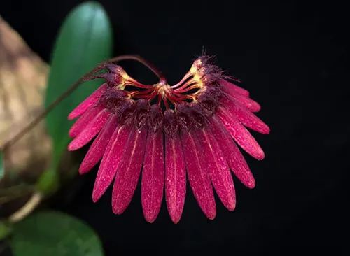 Bulbophyllum zamboangense
