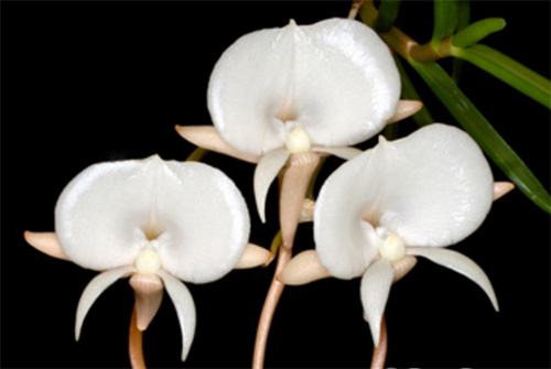 Angraecum pseudofilicornu