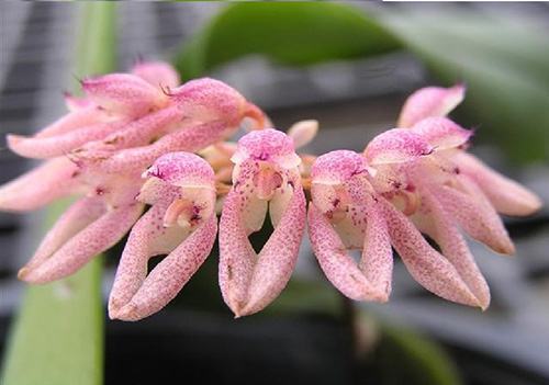 Bulbophyllum dentiferum