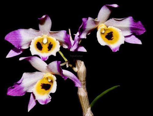 Dendrobium jinghuanum Black Eyes