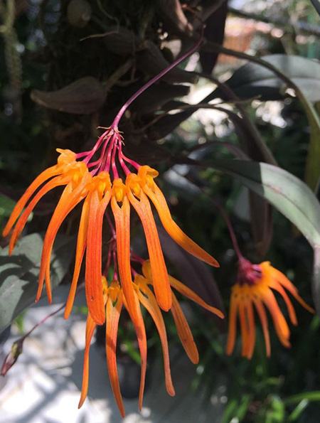 Bulbophyllum trongquyetii